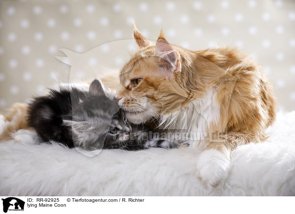 liegende Maine Coon / lying Maine Coon / RR-92925