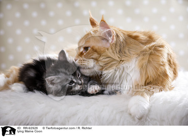 liegende Maine Coon / lying Maine Coon / RR-92926