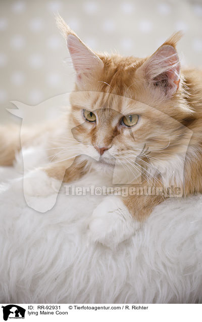 liegende Maine Coon / lying Maine Coon / RR-92931