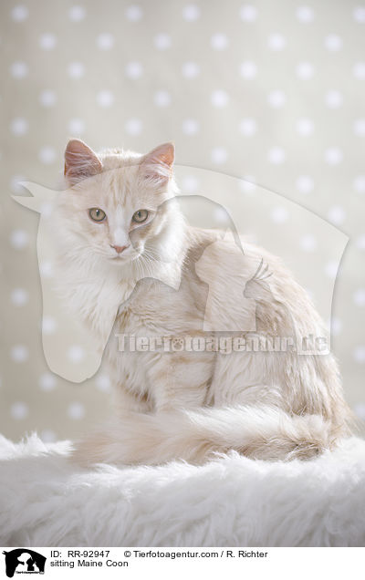sitzende Maine Coon / sitting Maine Coon / RR-92947