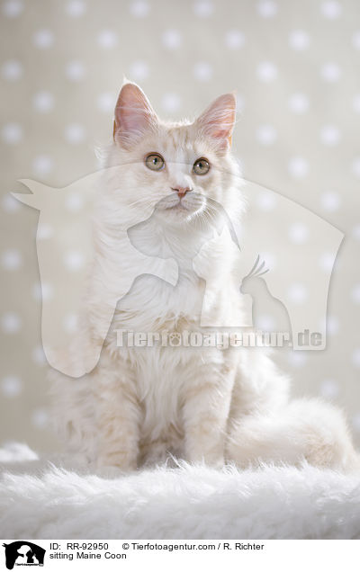 sitzende Maine Coon / sitting Maine Coon / RR-92950