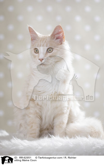 sitzende Maine Coon / sitting Maine Coon / RR-92951