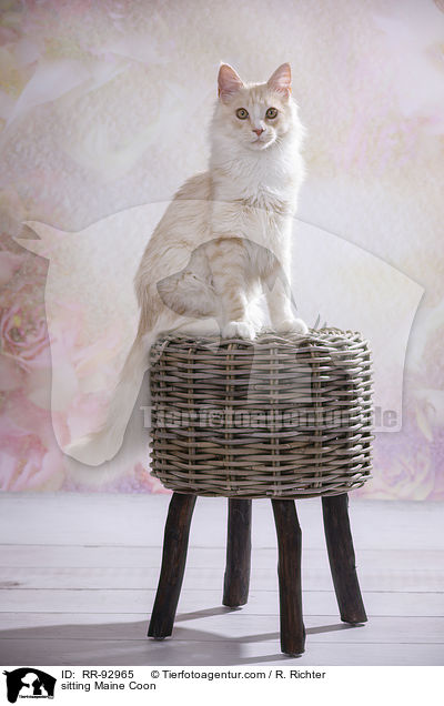 sitzende Maine Coon / sitting Maine Coon / RR-92965