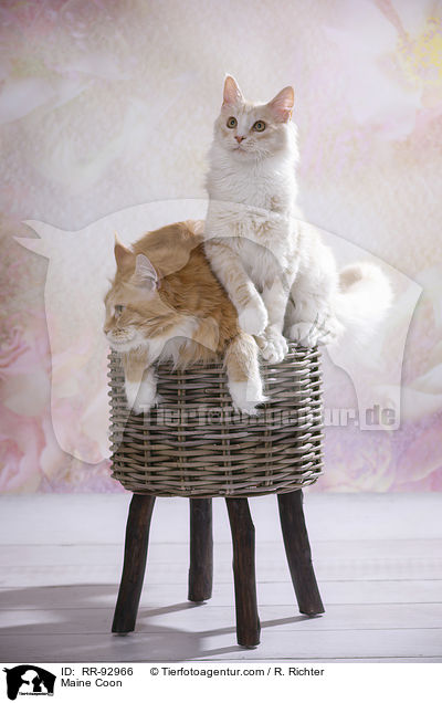 Maine Coon / Maine Coon / RR-92966