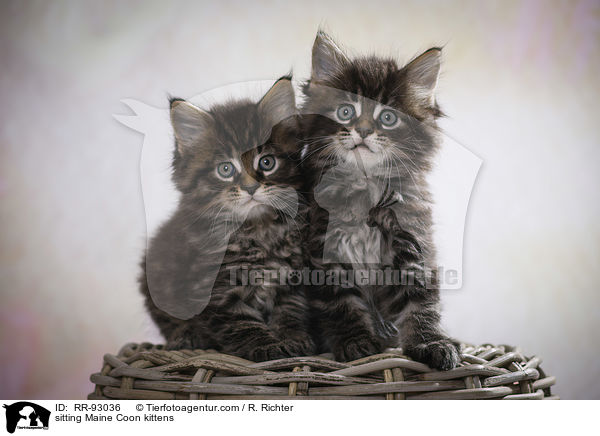 sitzende Maine Coon Ktzchen / sitting Maine Coon kittens / RR-93036