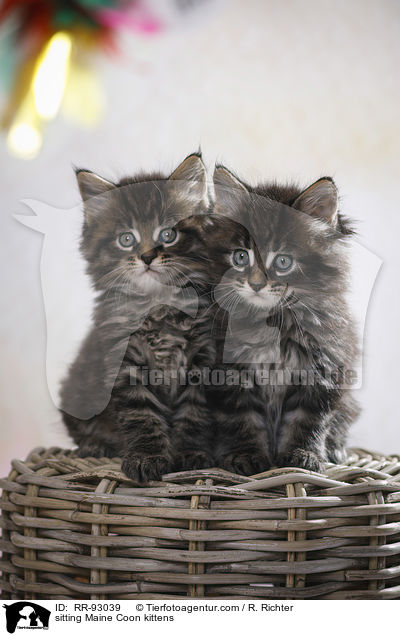 sitzende Maine Coon Ktzchen / sitting Maine Coon kittens / RR-93039