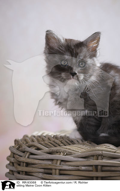 sitzendes Maine Coon Ktzchen / sitting Maine Coon Kitten / RR-93068