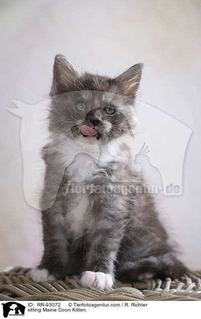 sitzendes Maine Coon Ktzchen / sitting Maine Coon Kitten / RR-93072