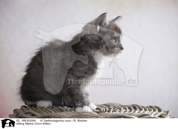 sitting Maine Coon Kitten / RR-93084