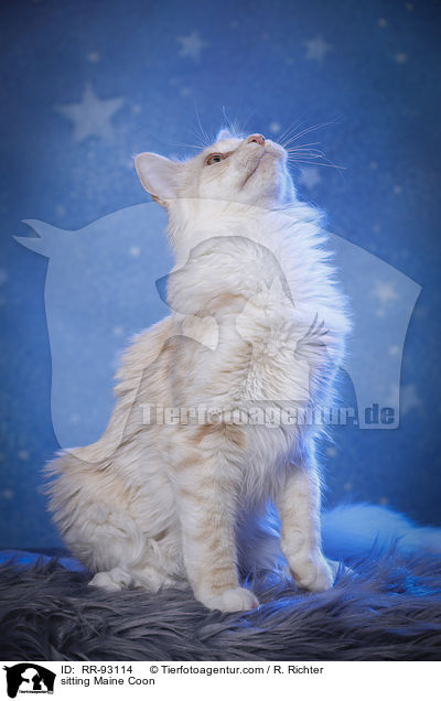 sitzende Maine Coon / sitting Maine Coon / RR-93114