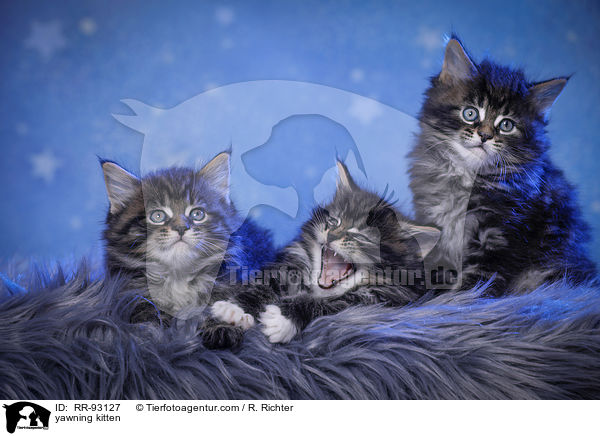 ghnendes Ktzchen / yawning kitten / RR-93127