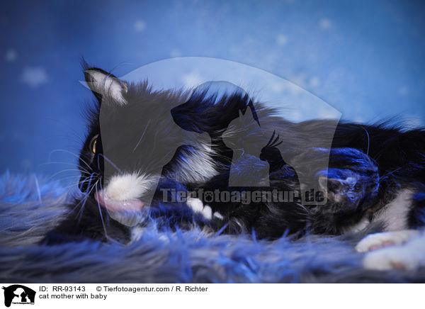 Katzenmutter mit Baby / cat mother with baby / RR-93143