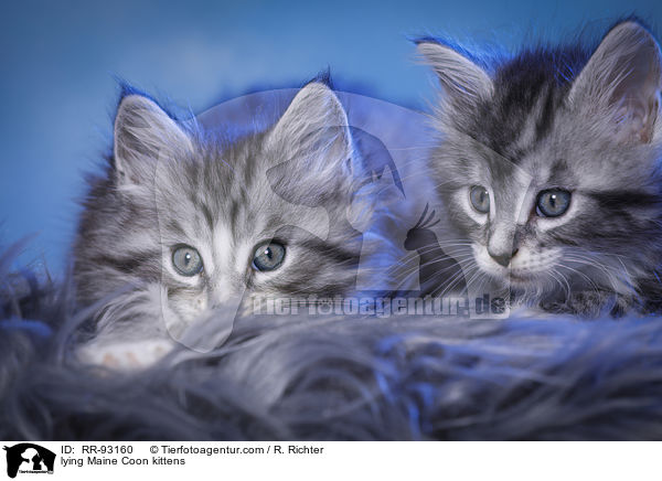 liegende Maine Coon Ktzchen / lying Maine Coon kittens / RR-93160