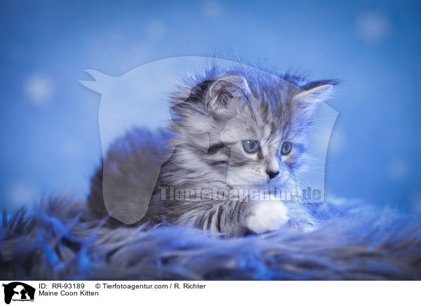 Maine Coon Ktzchen / Maine Coon Kitten / RR-93189