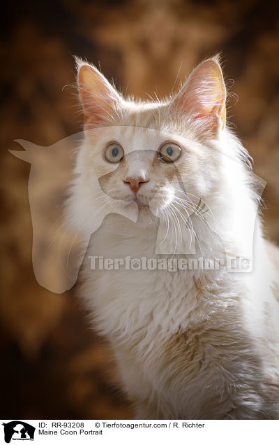 Maine Coon Portrait / Maine Coon Portrait / RR-93208