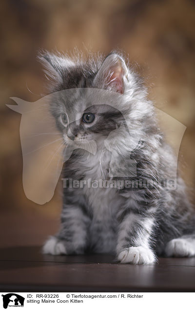 sitzendes Maine Coon Ktzchen / sitting Maine Coon Kitten / RR-93226