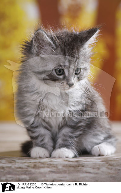 sitzendes Maine Coon Ktzchen / sitting Maine Coon Kitten / RR-93230