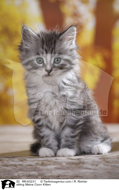 sitzendes Maine Coon Ktzchen / sitting Maine Coon Kitten / RR-93231
