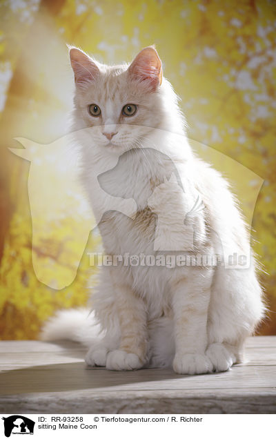 sitzende Maine Coon / sitting Maine Coon / RR-93258