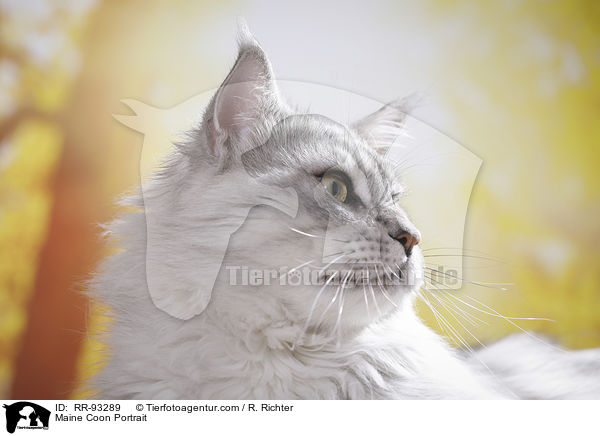 Maine Coon Portrait / RR-93289