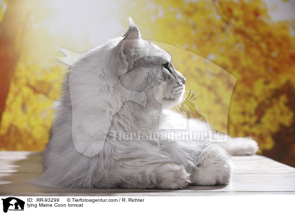 liegender Maine Coon Kater / lying Maine Coon tomcat / RR-93299