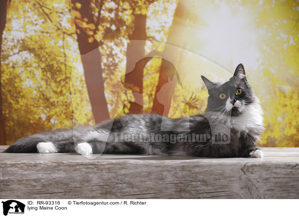 liegende Maine Coon / lying Maine Coon / RR-93316