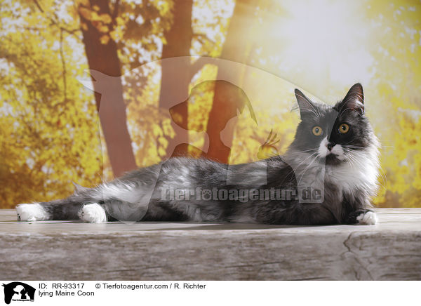 liegende Maine Coon / lying Maine Coon / RR-93317