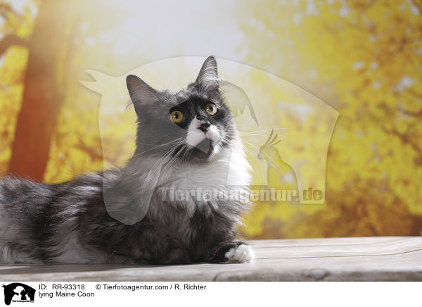 liegende Maine Coon / lying Maine Coon / RR-93318