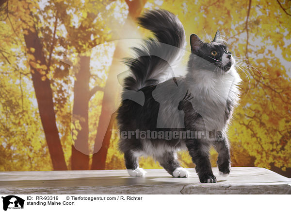 stehende Maine Coon / standing Maine Coon / RR-93319