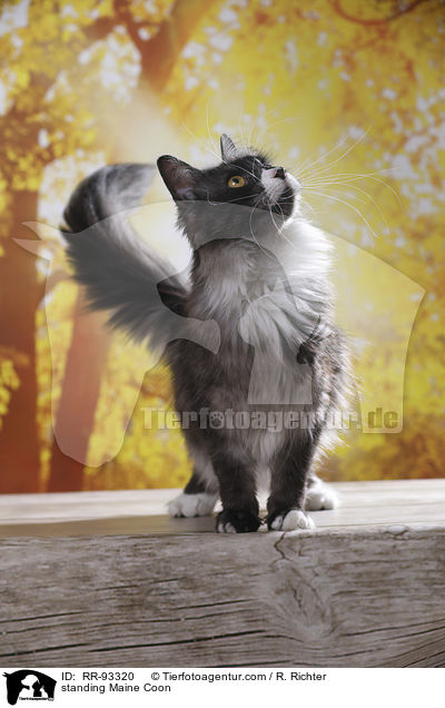 stehende Maine Coon / standing Maine Coon / RR-93320