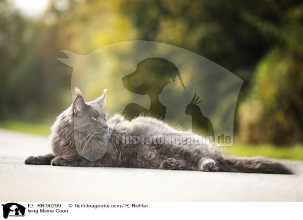 liegende Maine Coon / lying Maine Coon / RR-96299