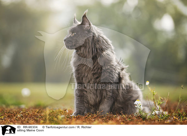 sitzende Maine Coon / sitting Maine Coon / RR-96304