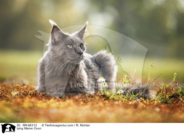 liegende Maine Coon / lying Maine Coon / RR-96312