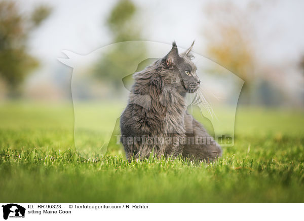 sitzende Maine Coon / sitting Maine Coon / RR-96323