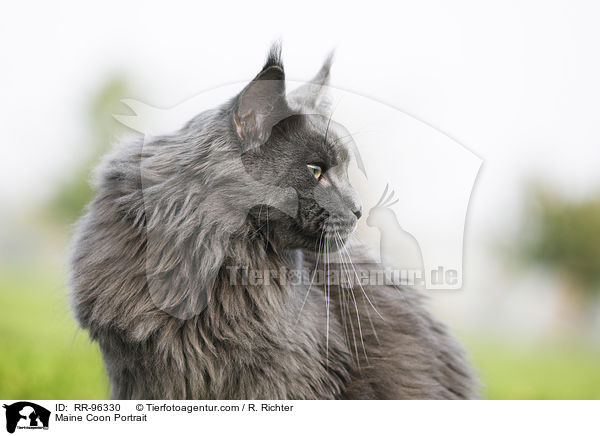 Maine Coon Portrait / Maine Coon Portrait / RR-96330
