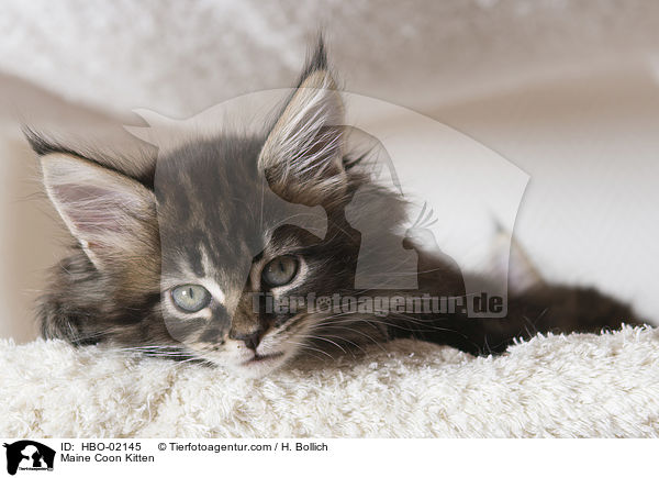 Maine Coon Ktzchen / Maine Coon Kitten / HBO-02145