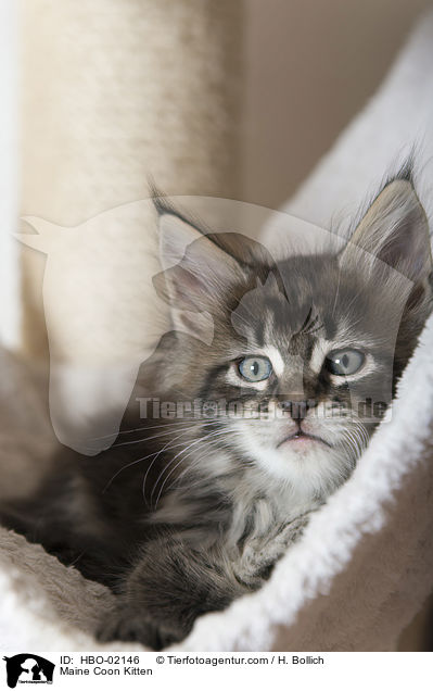 Maine Coon Ktzchen / Maine Coon Kitten / HBO-02146