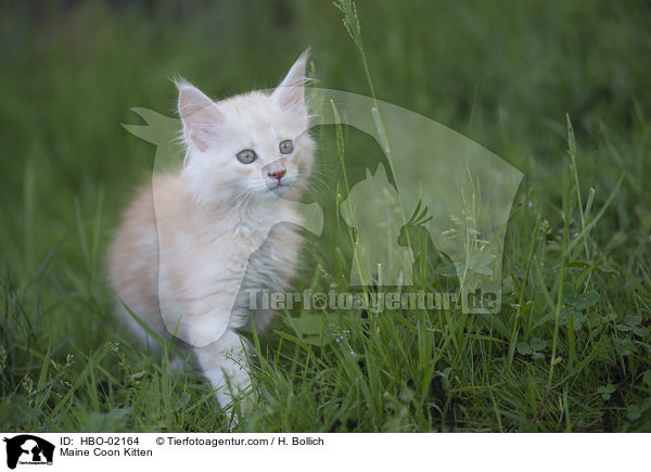 Maine Coon Ktzchen / Maine Coon Kitten / HBO-02164