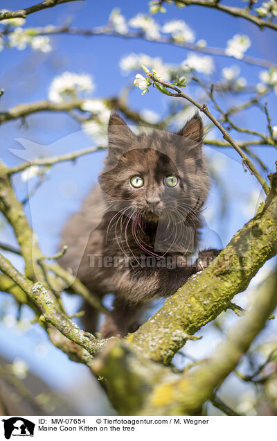 Maine Coon Ktzchen auf dem Baum / Maine Coon Kitten on the tree / MW-07654