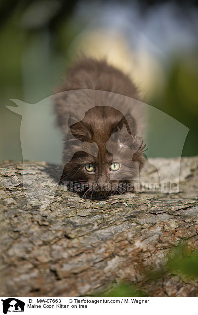 Maine Coon Ktzchen auf Baum / Maine Coon Kitten on tree / MW-07663