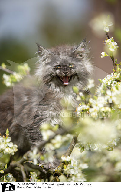 Maine Coon Kitten on tree / MW-07691