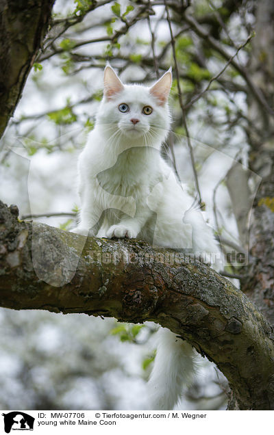 junge weie Maine Coon / young white Maine Coon / MW-07706