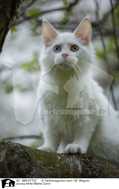 junge weie Maine Coon / young white Maine Coon / MW-07707