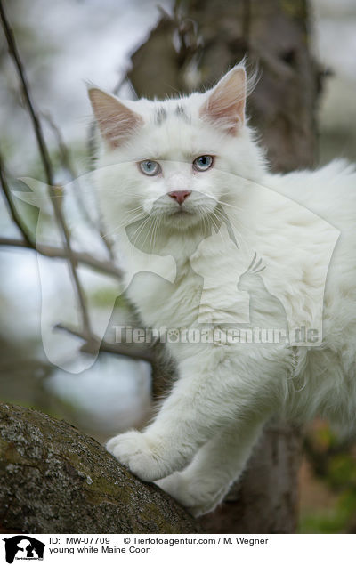 junge weie Maine Coon / young white Maine Coon / MW-07709