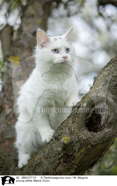 junge weie Maine Coon / young white Maine Coon / MW-07710