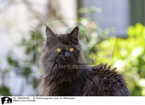 Maine Coon Portrait / Maine Coon Portrait / AM-06458