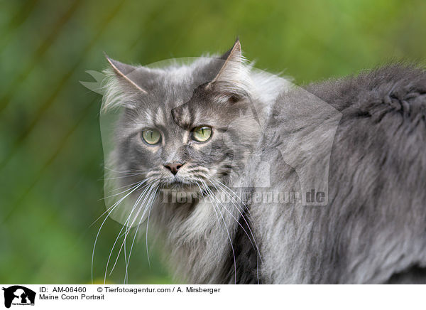 Maine Coon Portrait / Maine Coon Portrait / AM-06460