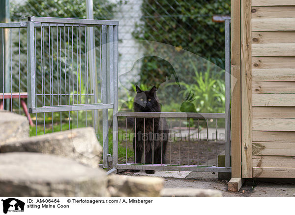 sitzende Maine Coon / sitting Maine Coon / AM-06464