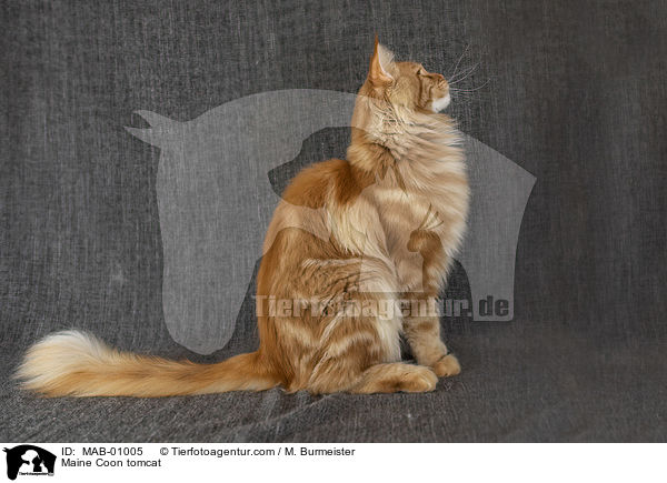 Maine Coon tomcat / MAB-01005