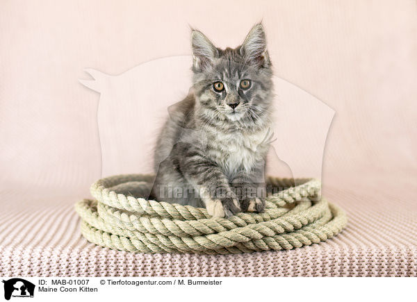 Maine Coon Ktzchen / Maine Coon Kitten / MAB-01007